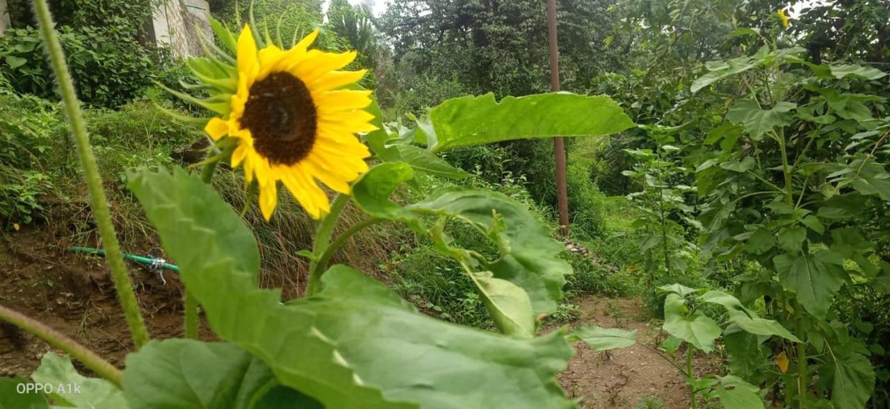 Evergreen Home Stay Алмора Экстерьер фото